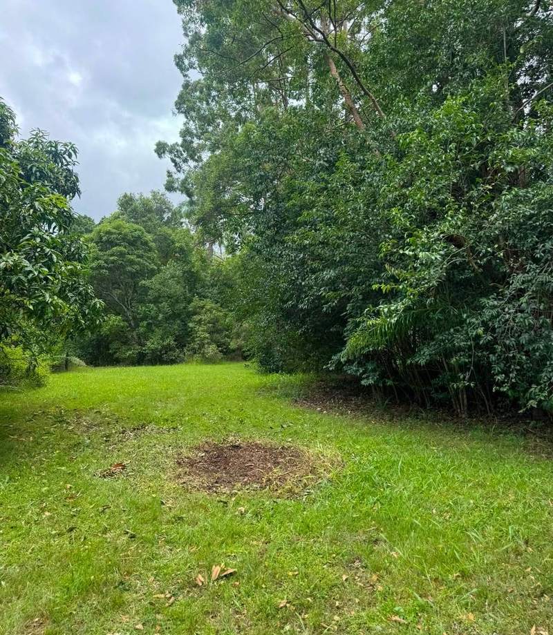 The same lawn cleared, with only mulched ground where the pile sat