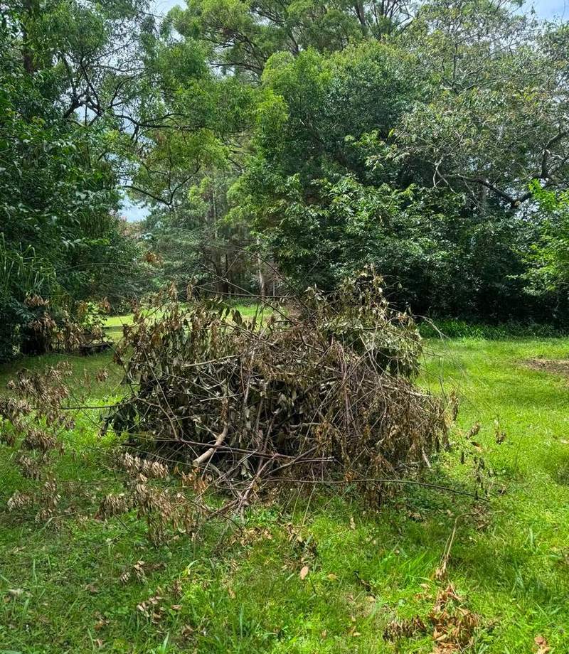Pile of cut branches and green waste heaped on a back lawn before removal